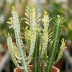African Milk Tree, 3" Pot, Euphorbia Trigona Succulent with Striking Stems for Living Rooms, Easy to Care Decor