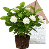 Grand Duke Jasmine Plant, 5-8 Inch Tall, Arabian Jasmine Plant, Low Maintenance Fragrant Perennial for Sunny Porches and Decorative Pots