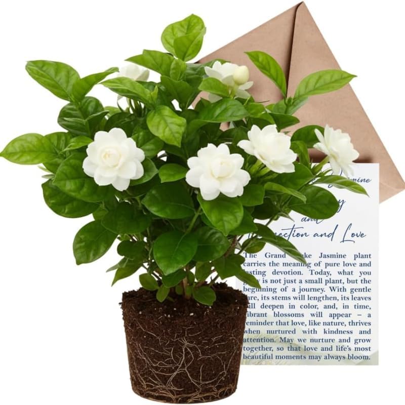 Grand Duke Jasmine Plant, 5-8 Inch Tall, Arabian Jasmine Plant, Low Maintenance Fragrant Perennial for Sunny Porches and Decorative Pots