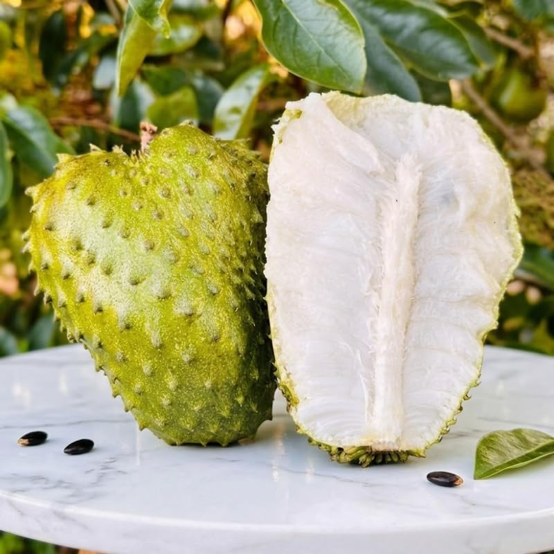 No Ship to CA, HI, AK, Soursop Plant Live, Guanabana Starter, 24-30" Tall in 1 Gal Container, Self-Pollinating Soursop for Fresh Juice and Smoothies