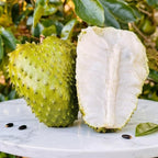 No Ship to CA, HI, AK, Soursop Plant Live, Guanabana Starter, 24-30" Tall in 1 Gal Container, Self-Pollinating Soursop for Fresh Juice and Smoothies