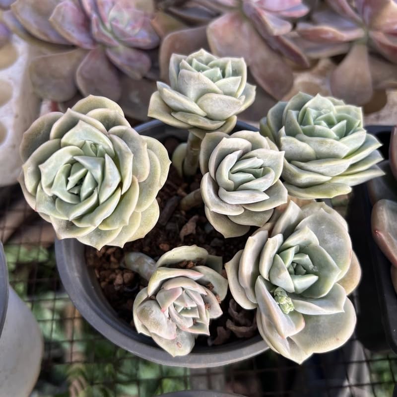 Live Succulent Graptoveria Lovely Rose Plant, 4 Inch Pot, Rose-Shaped Succulent, Small Decorative Indoor Plant for Desks