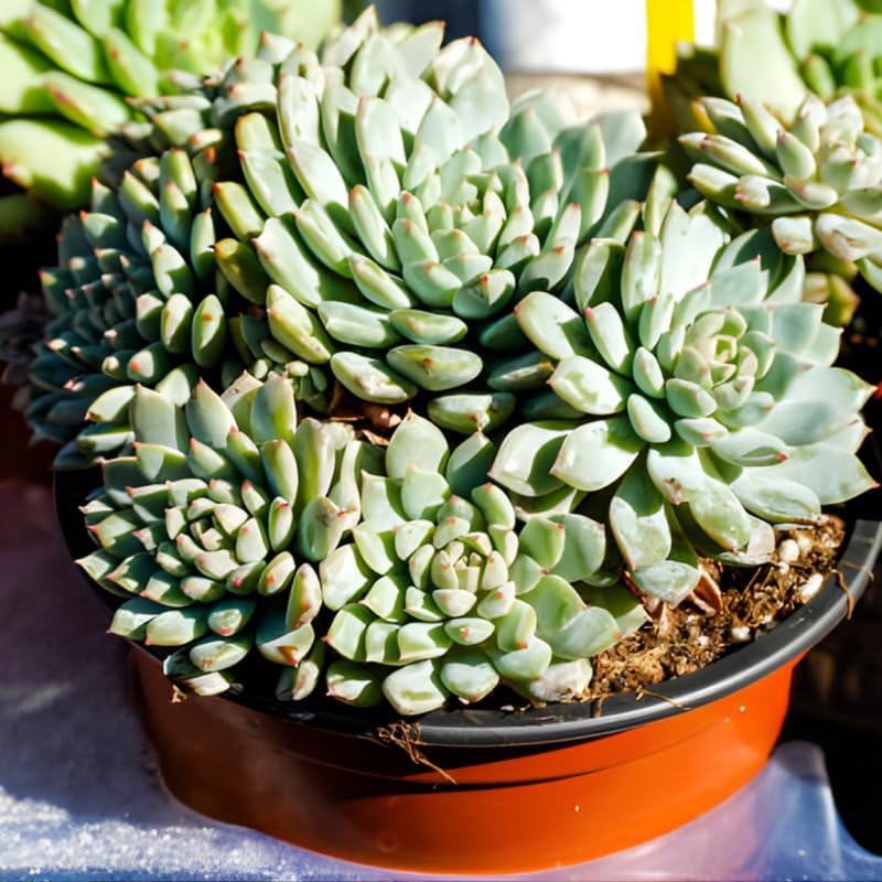 2 Echeveria Succulents Live Plants, Echeveria Minima Succulent in 2 Inch Pot for Planting, Air-Purifying, Low Maintenance, Perfect for Home and Office Décor