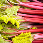 Victoria Rhubarb Plant, Well-Rooted 4-6" Rhubarb Root, Cold-Hardy High Yield Edible Plant for Backyard Rows