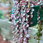 Pink Variegated String of Hearts Plant Live in 4" Pot | Rare Pink Ceropegia Woodii Variegata | Fully Rooted Trailing Succulent Houseplant for Hanging Decor & Gift Giving