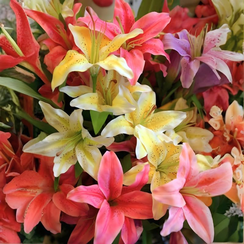 Mixed Oriental Lily Bulbs, Set 4 Mixed Lilly Bulbs for Planting, Live Flowering Plant Bulbs, Colorful Fragrant Flowers Starters for Backyard and Garden Rows