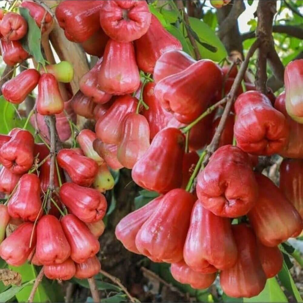 Red Wax Jambu Tree | 30-36 Inches Live Tropical Fruit Tree Plant | Crisp, Sweet Bell Fruit Variety for Home Gardens & Patios | No Ship to CA,HI,AK