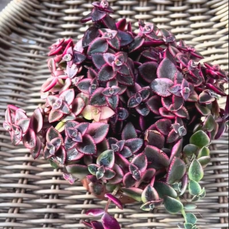 Calico Kitten Live Trailing Succulent in 6 Inch Pot | Vibrant Variegated Crassula | Great for Macrame Hangers, Decorative Shelving, and Indoor Green Displays