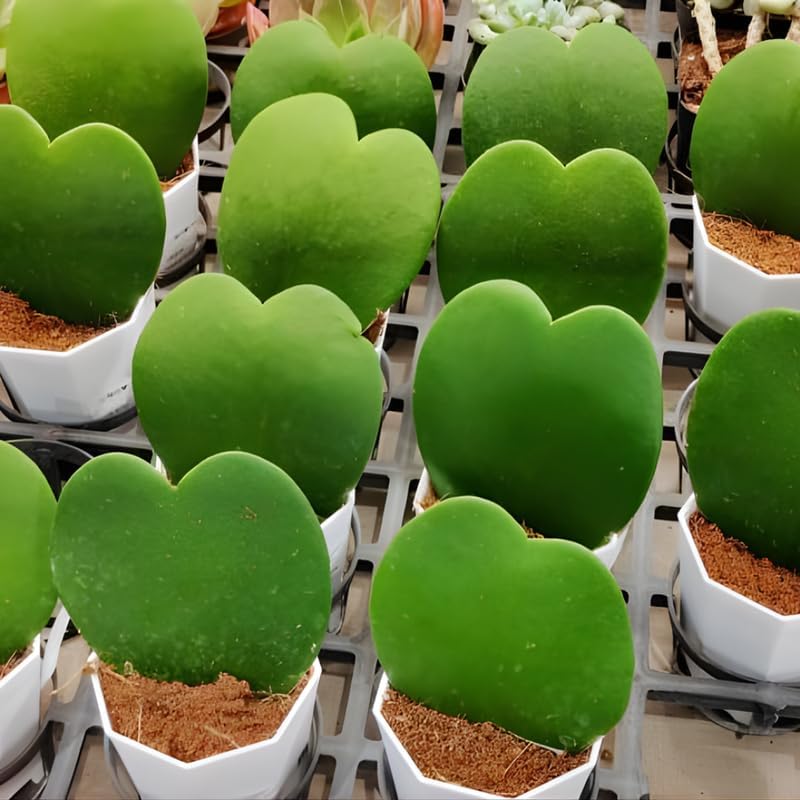 Hoya Kerrii Heart Plant Live, 2 Inch Pot, Hoya Plants Live Houseplants, Unique Indoor Succulent for Desks and Gifts