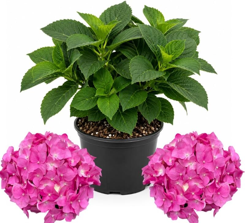 Hydrangea Plant Live, French Hydrangea Macrophylla, 4-6 Inch Tall, Grow Robust Bigleaf Mophead Flowers for Landscapes