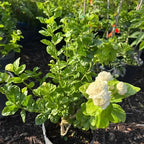 Maid of Orleans Jasmine Flower Plant in 4’’ Inch Pot | Live Jasmine Potted Plant Indoor | Suitable for Windowsills, Desks & Small Spaces | Perfect Fragrant Accent Plant for Home, Office