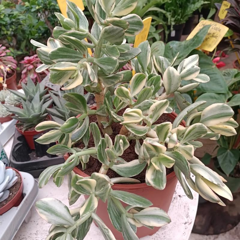 Jade Plant Live in 4" Inch Pot | Variegated Crassula Ovata | Great for Collections, Gifts & Small Spaces
