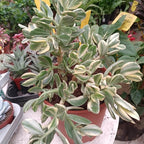 Jade Plant Live in 4" Inch Pot | Variegated Crassula Ovata | Great for Collections, Gifts & Small Spaces
