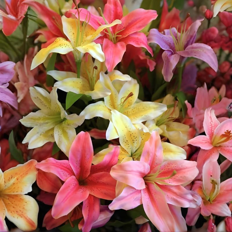 4 Mixed Oriental Lily Bulbs, Easy Care Flowering Perennial, Assorted Color Bloom Starters for Home Landscapes and Pots