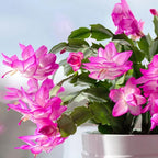 Xmas Cactus Live Plants in 4" Inch Pot | Vibrant Christmas Cactus Plants | Easy-Care Indoor Tropical Houseplant | Ideal Gift for Plant Enthusiasts