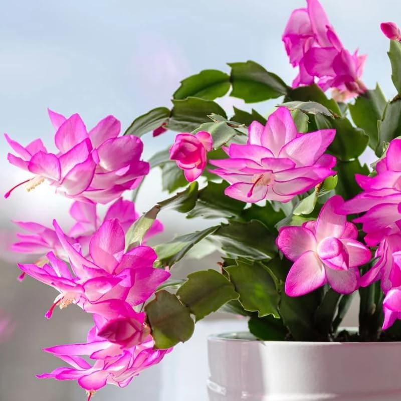 Xmas Cactus Live Plants in 4" Inch Pot | Vibrant Christmas Cactus Plants | Easy-Care Indoor Tropical Houseplant | Ideal Gift for Plant Enthusiasts
