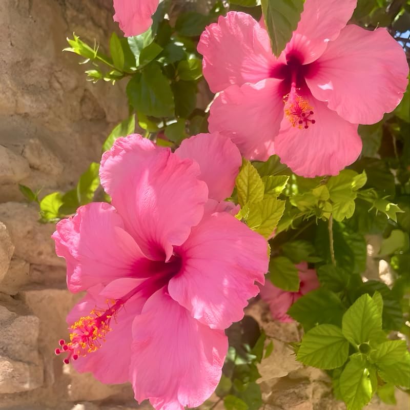 2 Pink Hibiscus Althea Live Plants for Planting | 12–18 Inch Tall | Pink Flowering Rose of Sharon Trees for Outdoor Gardens & Privacy Screens