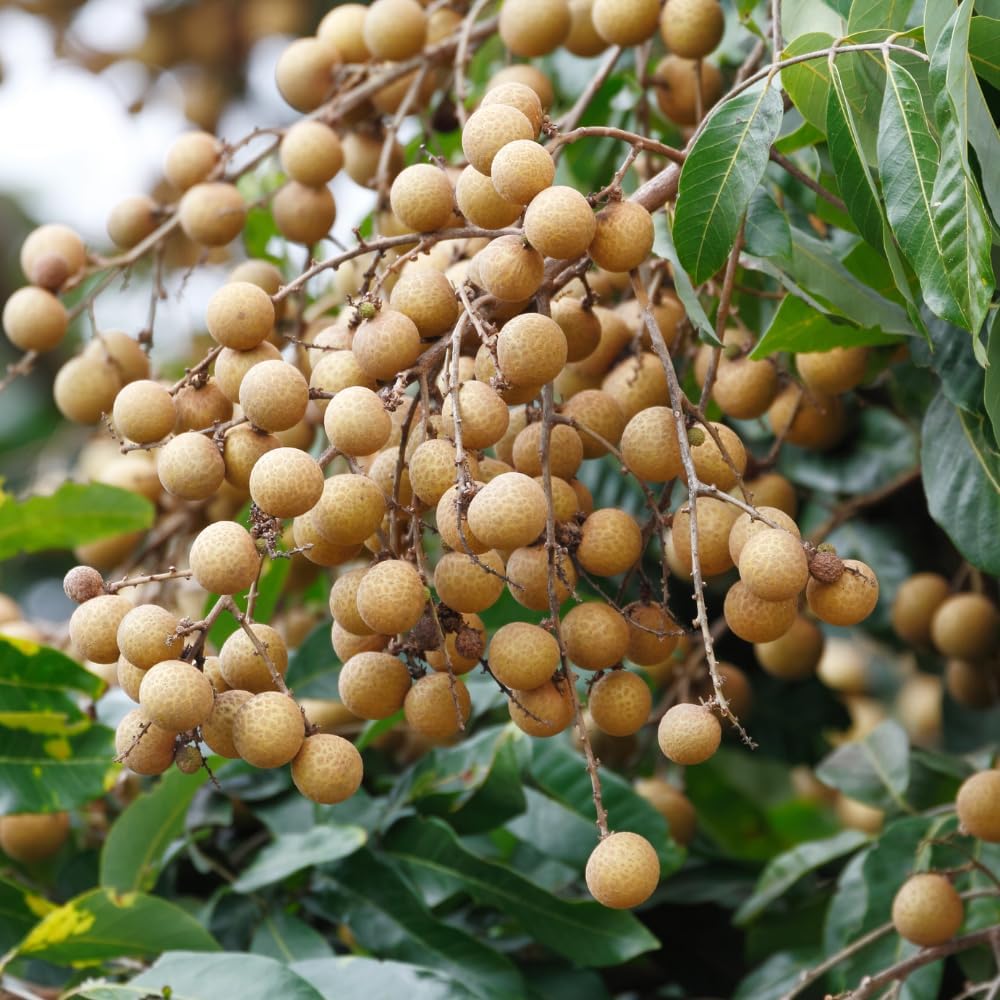 Longan Kohala Live Plant | Dragon Eye Tropical Live Plant |30-36 Inches Tall | Outdoor & Container Growing | No Ship to CA,HI,AK