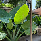 Elephant Ears Live Plant Giant 1–2ft Tall |Live Plant from Colocasia Esculenta | Huge Tropical Leaves | Easy to Grow Colocasia for Yard, Patio & Decorative Garden