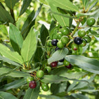 3 Live Bay Leaf Plants | 5-6 Inch Herb Plants | Laurus Nobili Live Plant | Culinary and Home Garden | Bay Laurel Tree Live Plant