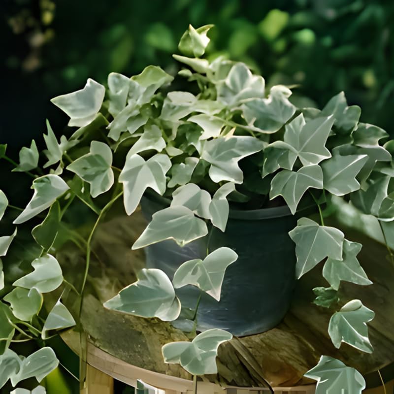Glacier English Ivy Live Plant in 4 Inch Pot | Variegated English Ivy Indoor Plant with Silver-Green Leaves | Easy-Care Glacier Ivy Houseplant for Hanging Baskets, Shelves & Home Décor