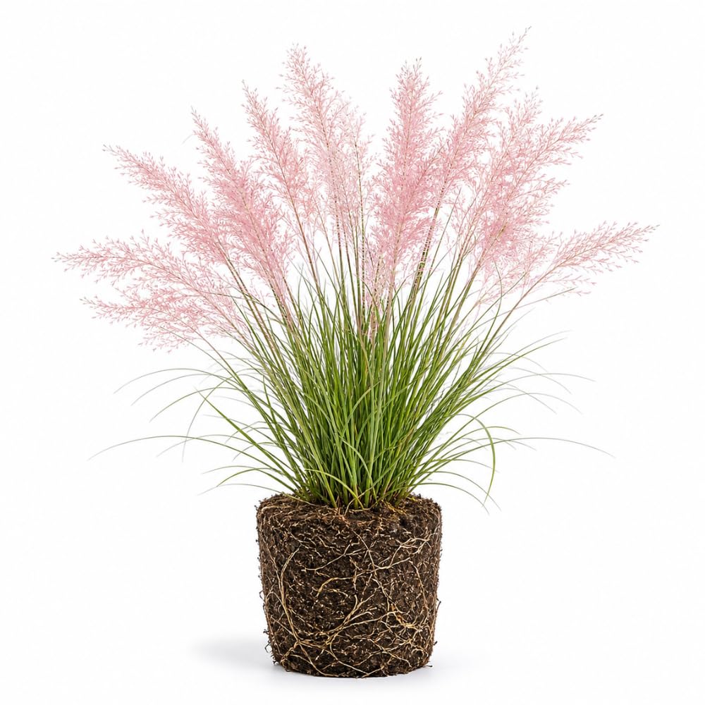 White Pampas Grass Plants, Ornamental Grasses Live Plants Perennial, 4 Inch Tall, Low Maintenance Ornamental Perennial for Patios and Outdoor Spaces
