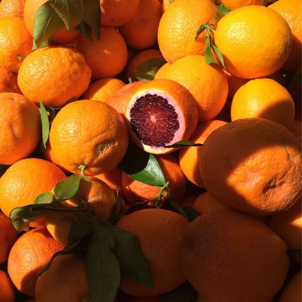 Hamlin Orange Tree for Planting | 2.5–3 Ft Live Citrus Plant | Easy-Grow Edible Fruit Tree for Home Gardens & Patios | No Ship to CA,HI,AK