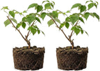 Live Raspberry Plants Live for Planting, 7" Bare Root Seedling, Cold-Hardy Rubus Idaeus Deciduous Shrub, Well-Rooted Starter Plant for Home Orchard
