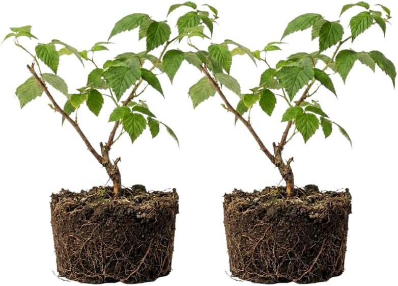 Live Raspberry Plants Live for Planting, 7" Bare Root Seedling, Cold-Hardy Rubus Idaeus Deciduous Shrub, Well-Rooted Starter Plant for Home Orchard