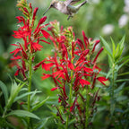 5 Red Cardinal Flower Roots, Easy to Grow, Fast Growing, Perennial Wildflower with Vibrant Blooms, Ideal for Garden Beds & Borders