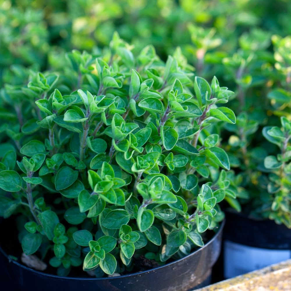 2 Hot & Spicy Oregano Plants Live for Planting, 3" Pot, Non GMO Oregano Plant, Drought Tolerant, Aromatic Perennial Herb Plant, for Vegetable Garden