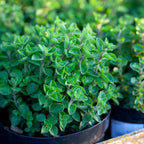 2 Hot & Spicy Oregano Plants Live for Planting, 3" Pot, Non GMO Oregano Plant, Drought Tolerant, Aromatic Perennial Herb Plant, for Vegetable Garden