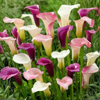 Calla Lily Plants Live, Mix 3 Count Bulbs, Low Maintenance Picasso and Solid Color Blooms for Indoor and Outdoor Pots