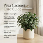 Watermelon Pilea Cadierei Plant, 4" Pot, Vigorous Aluminum Plant with Silver Striped Leaves, Sturdy Low Maintenance Foliage for Home & Office Decor