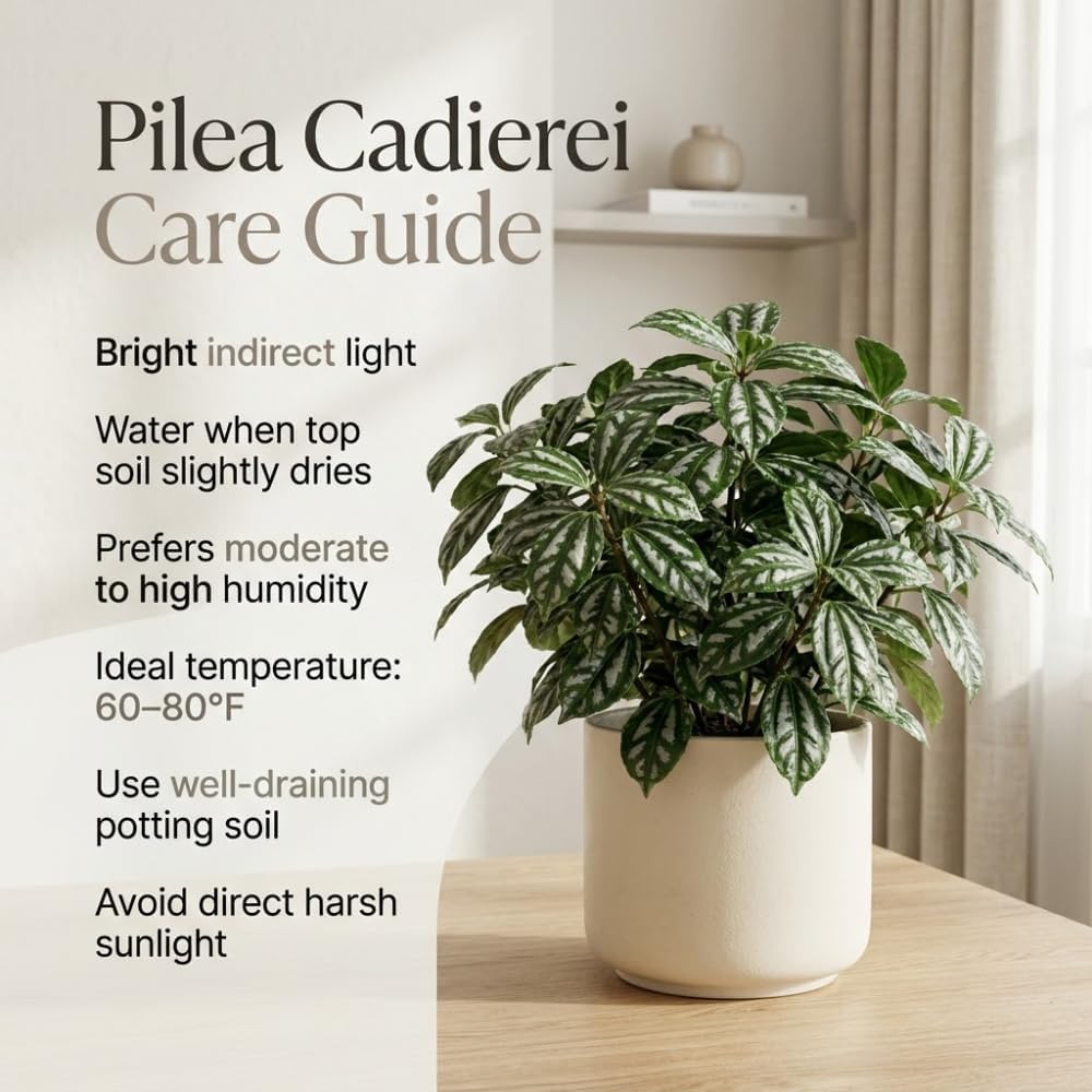 Watermelon Pilea Cadierei Plant, 4" Pot, Vigorous Aluminum Plant with Silver Striped Leaves, Sturdy Low Maintenance Foliage for Home & Office Decor