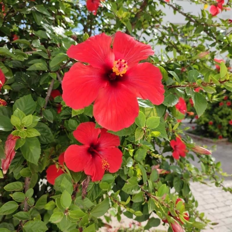2 Red Hibiscus Althea Live Plants for Planting | 12–18 Inch Tall | Red Flowering Rose of Sharon Trees for Outdoor Gardens & Privacy Screens