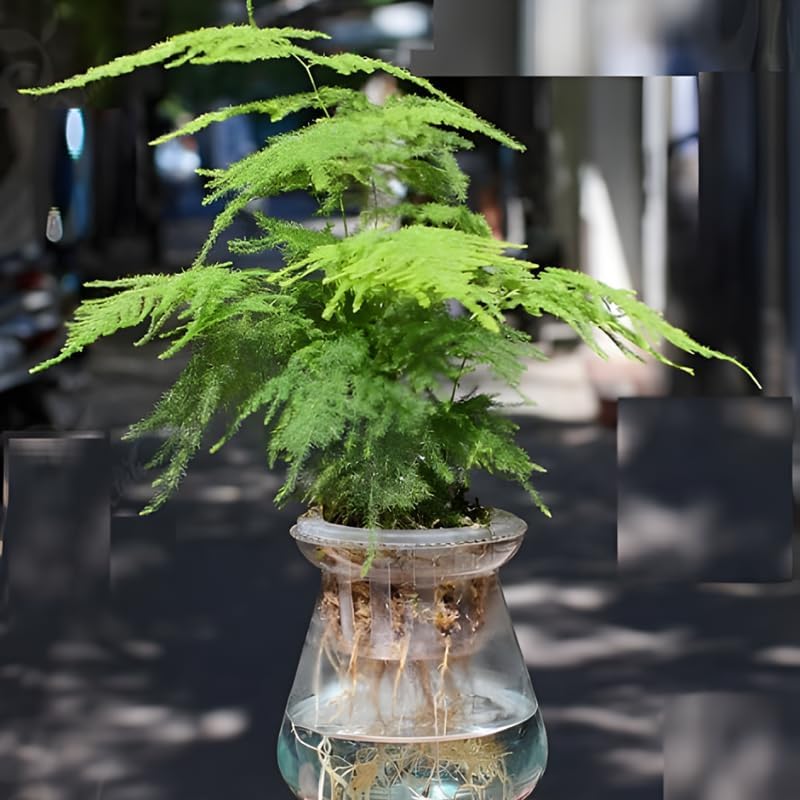 Asparagus Plants Live for Planting in 4’’ Inch Pot | Feathery Asparagus Fern Houseplant | Low-Maintenance Indoor Plant for Shelves, Desks & Small Spaces