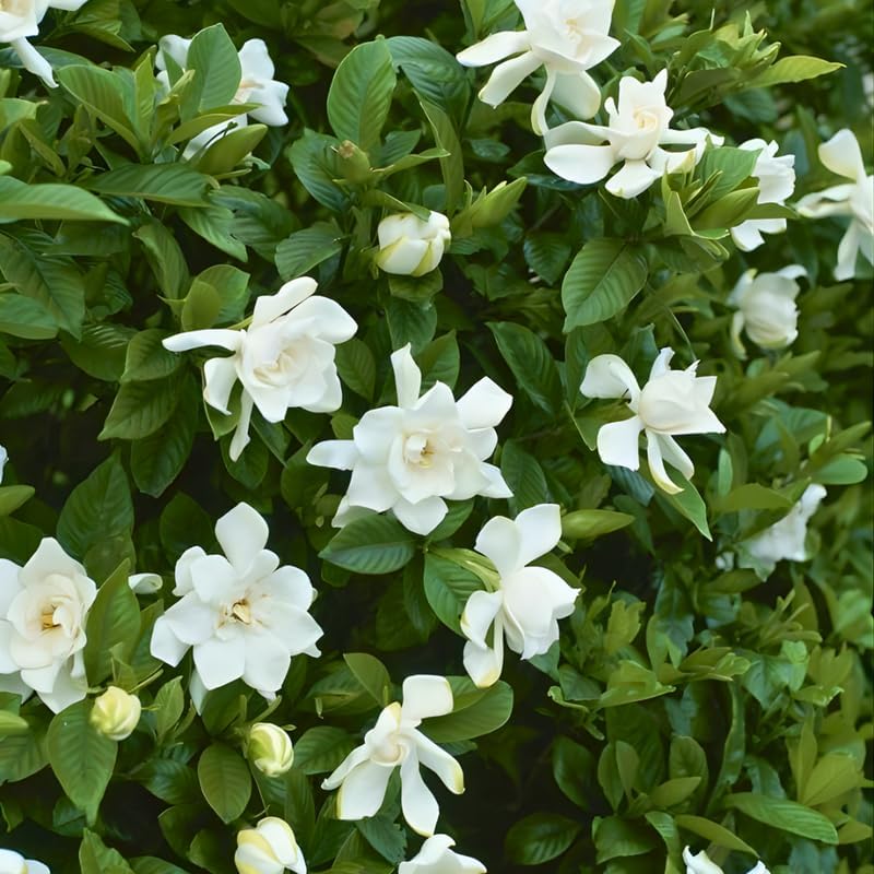 Frostproof Gardenia Jasmine Plant Live Plant | Live Jasmin Plant for Indoor in 4 Inch Pot | Low Maintenance Cold-Tolerant Jasmine for Home, Balcony & Office Display