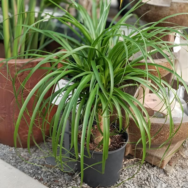 Pony Tail Palm Live Plant in 4” Inch Pot | Elephant’s Foot Live Trees | Easy to Maintain Indoor Housplant | Suitable for Home & Office Décor | Great Birthday Gift
