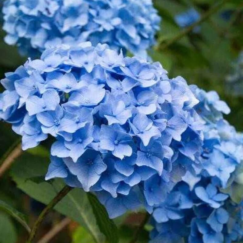 2 Blue Hydrangea Live Plants for Planting | 6-18" Rooted Cuttings | Cold-Hardy Macrophylla Flowering Shrub