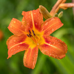 50 Wild Orange Daylily Root, Well-Rooted Tiger Daylily, Cold-Hardy Fragrant Perennial, Sturdy Ditch Lily for Sunny Backyard Landscapes