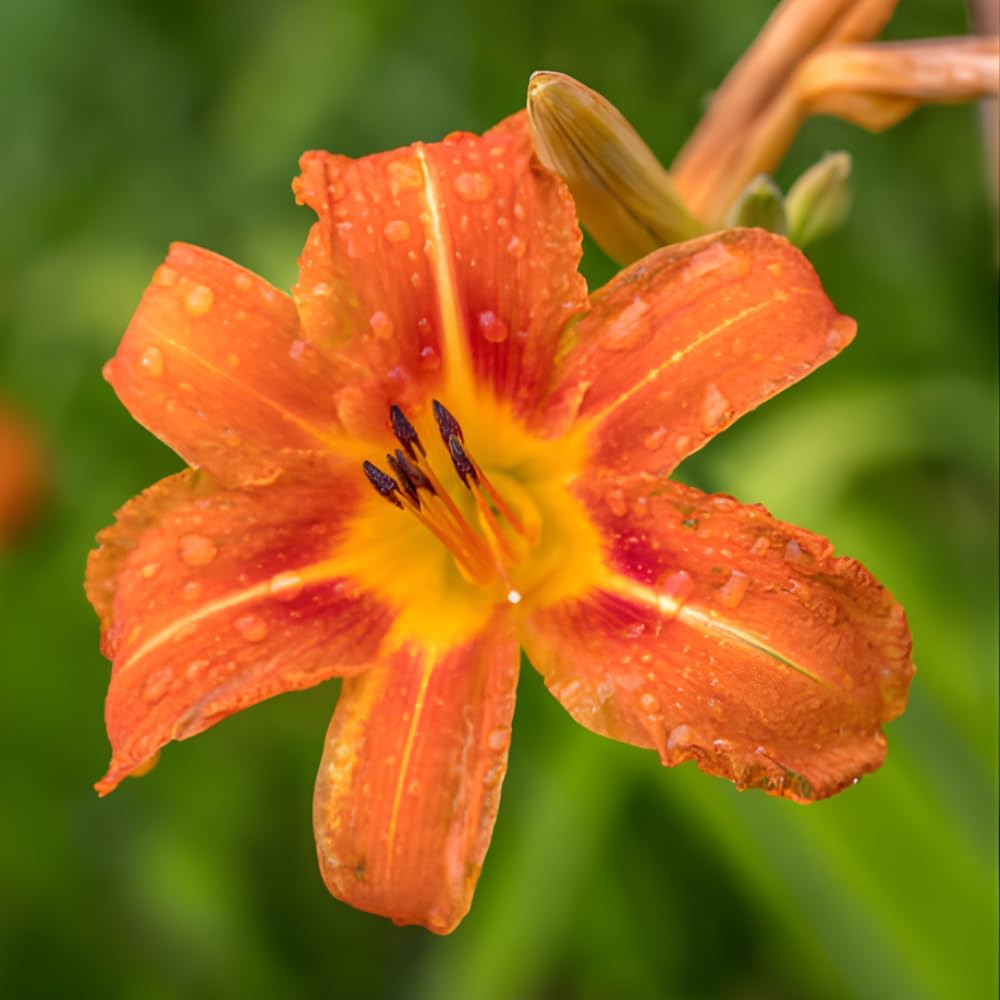 50 Wild Orange Daylily Root, Well-Rooted Tiger Daylily, Cold-Hardy Fragrant Perennial, Sturdy Ditch Lily for Sunny Backyard Landscapes