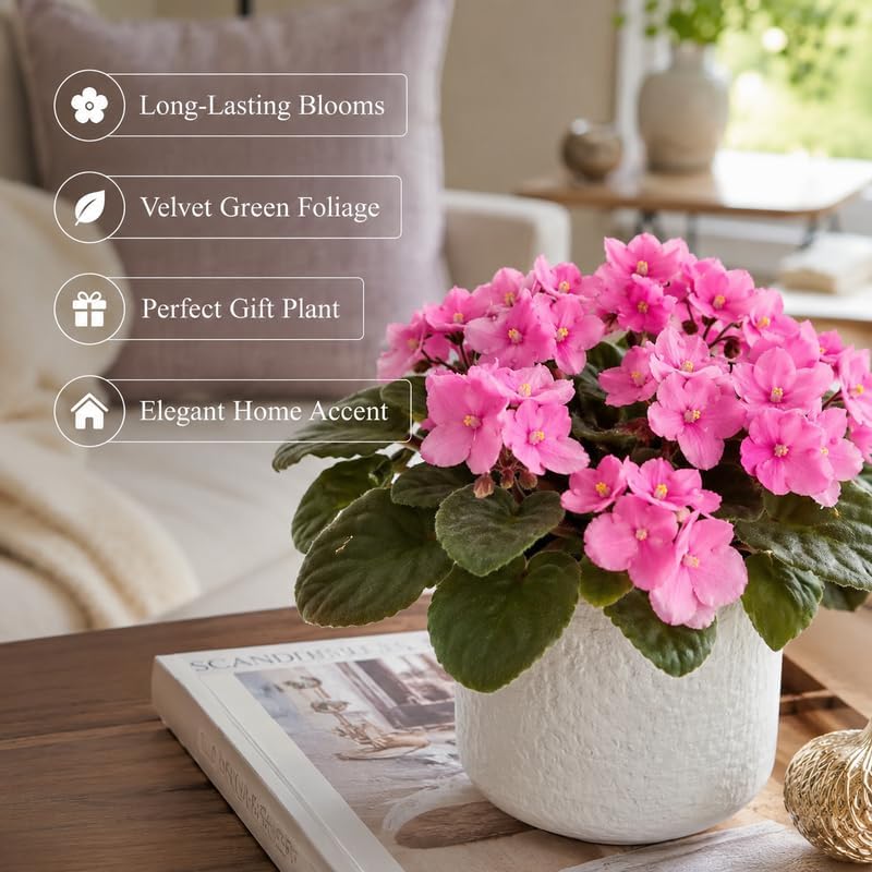 Pink African Violets Live Plant, 4-8" Tall African Violet Plant, Low Maintenance, Striking Velvet Leaves with Charming Pastel Blooms, for Home Décor & Gift