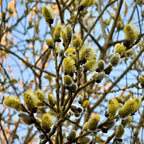 2 French Pussy Willow Live Tree, 12-24 Inch Tall Pussy Willow Plant, Outdoor Tree for Garden Planting, Great for Yard Landscaping and Decorative Branches