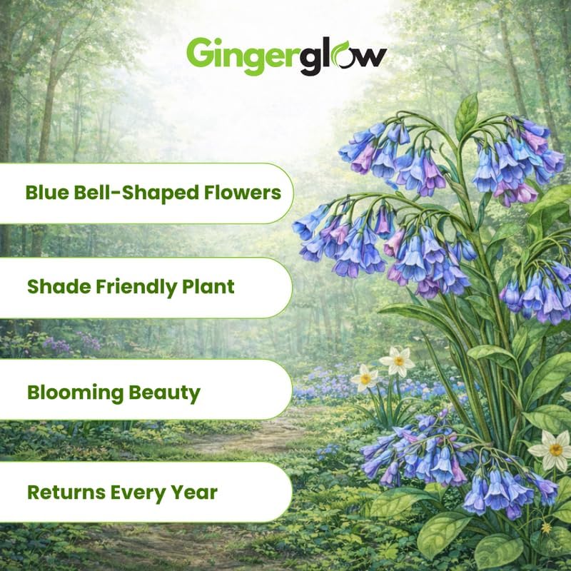 5 Virginia Bluebells Roots, Easy Care Bluebell Wild Flower, Hardy Perennial Plant with Soft Pastel Blue Bloom for Shade Gardens & Woodland Beds