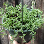 String of Dolphins Plant Live in 4'' Inch Pot | Trailing Succulent & Hanging Houseplant | Dolphin Plants Live Houseplants for Indoor Décor