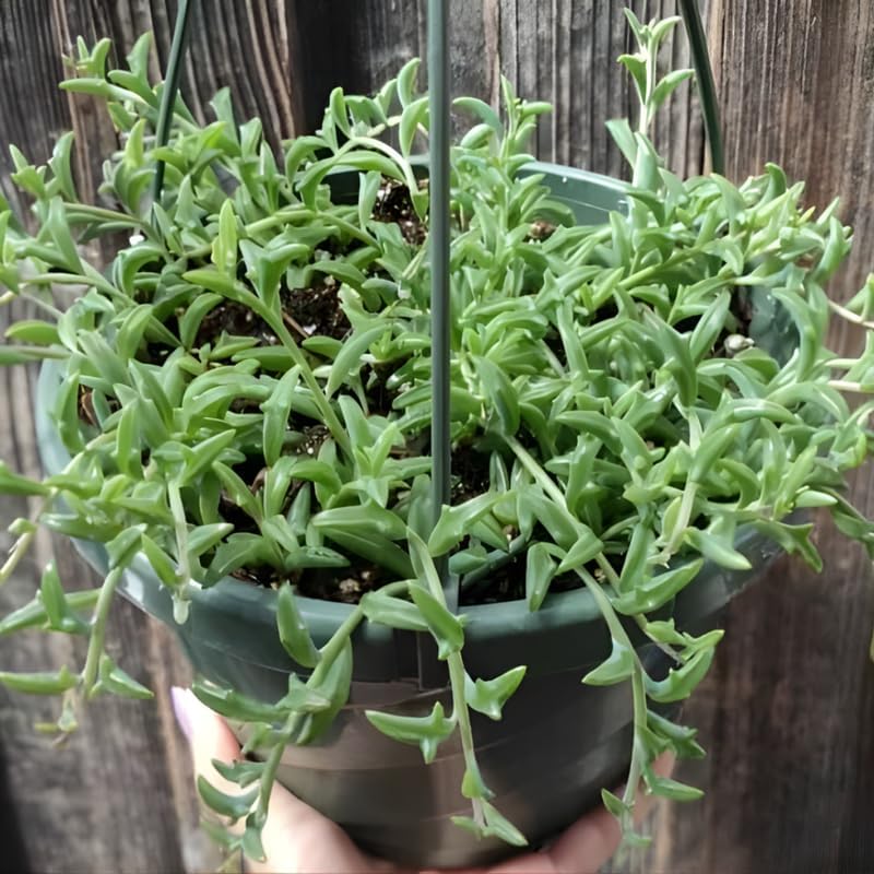String of Dolphins Plant Live in 4'' Inch Pot | Trailing Succulent & Hanging Houseplant | Dolphin Plants Live Houseplants for Indoor Décor