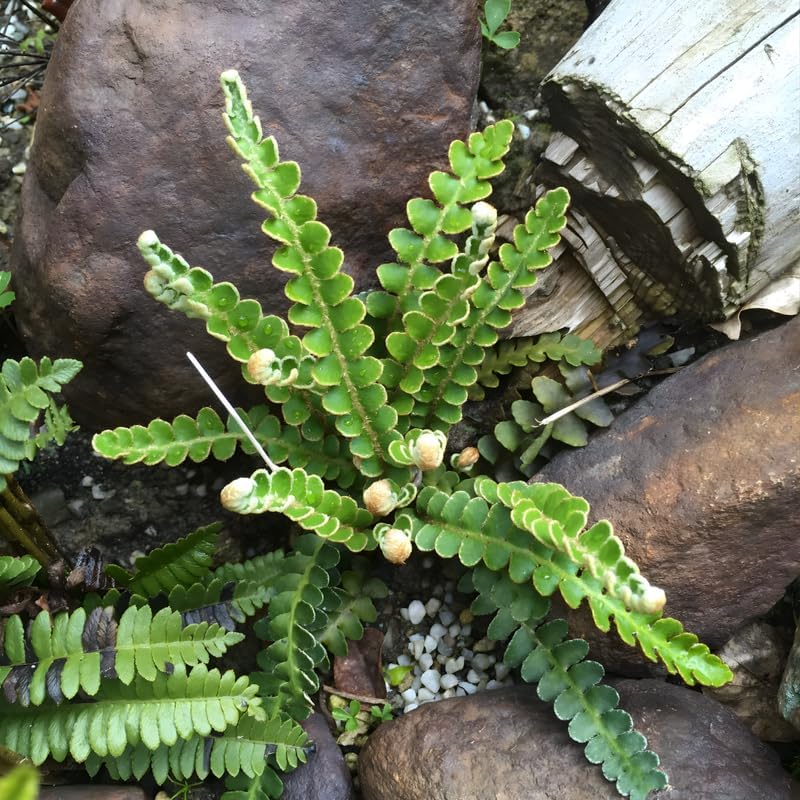 2 Button Fern Live Plant, Live Fern Plants in 2 Inch Pot, Air-Purifying, Low Maintenance, Perfect for Home and Office Décor, Easy to Care