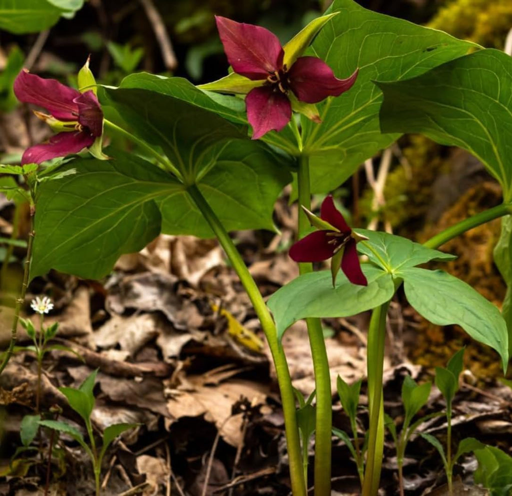 10 Red Trillium Bulbs for Planting, Trillium Erectum, Easy to Grow Fragrant Woodland Garden Plant