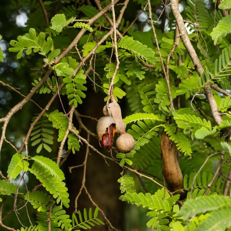 No Ship to CA, HI, AK, Sour Tamarind Live Plant, 3 Gallon Pot, 2-3 Feet Tall, Potted Tropical Fruit Tree Starter for Backyard and Large Containers